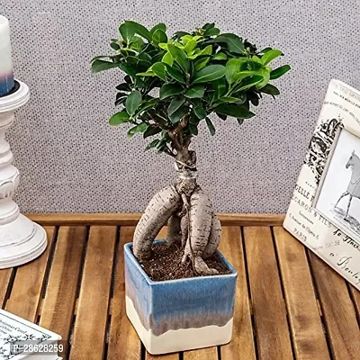 Platone Ficus Bonsai Plant CFGV100-thumb0