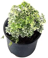 Platone Aralia Plant Aralia Variegated Mini Plant-thumb1