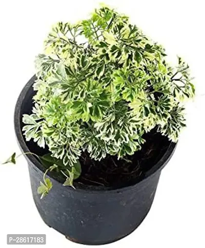 Platone Aralia Plant Aralia Variegated Mini Plant-thumb2