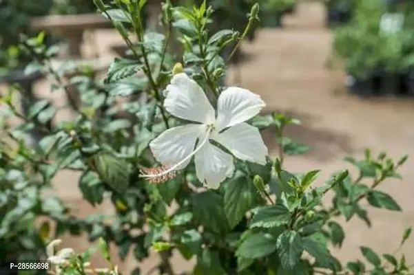 Platone Hibiscus Plant Hibiscus dwarf white 01-thumb0