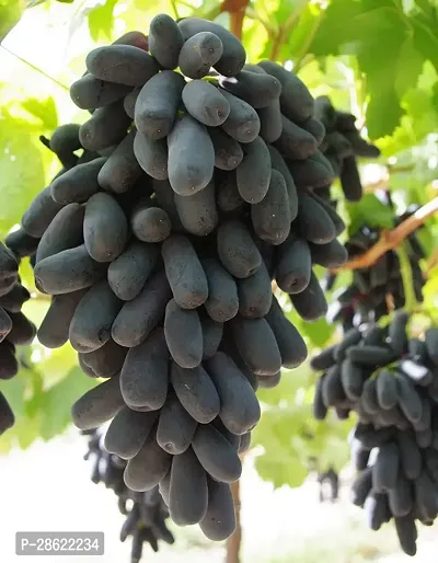 Platone Grape Plant Black grafted grapes-02901+