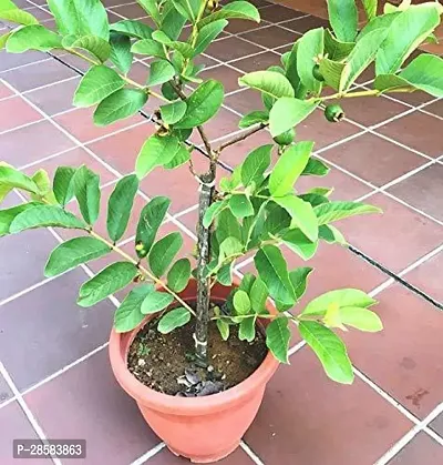 Platone Guava Plant Guava Plant-thumb0