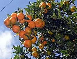 Platone Orange Plant SWEET ORANGE PLANT THAI VARAITY-01-thumb1