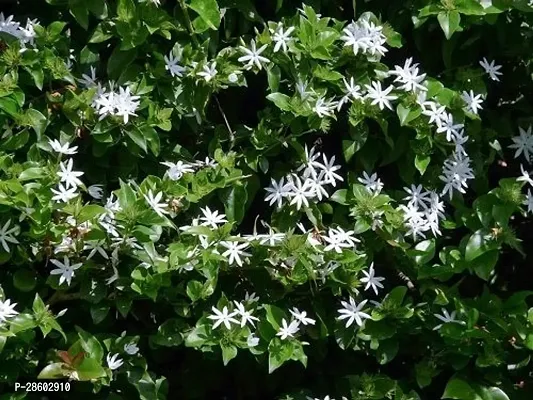 Platone Jasmine Plant Jasmine plant live-thumb0