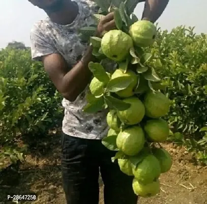 Platone Guava Plant Hybrid_Guava20-thumb0