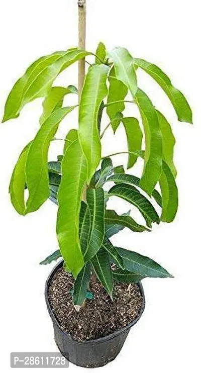 Platone Mango Plant Rs-mango12-thumb0