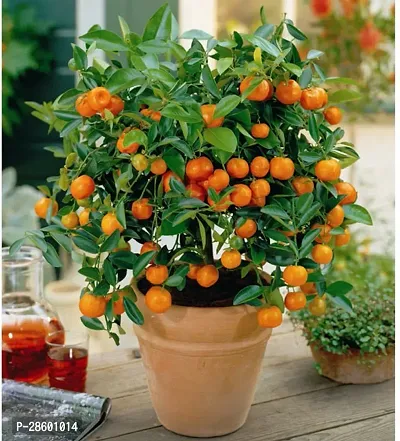 Platone Orange Plant live orange plants-thumb0