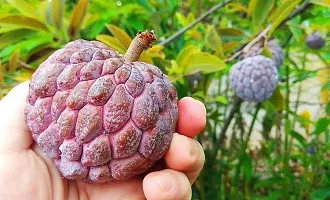 Platone Custard Apple Plant Gardening-thumb1