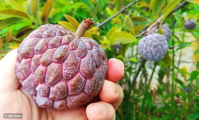 Platone Custard Apple Plant Gardening-thumb2