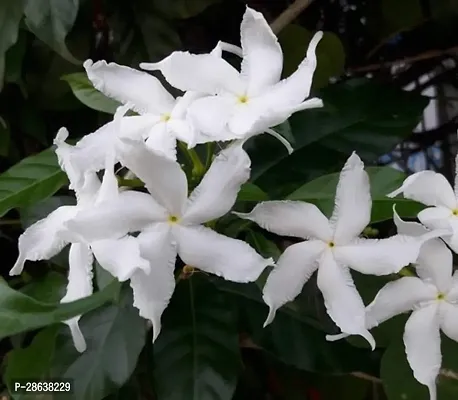 Platone Jasmine Plant Jasmine Crepe Jasmine Chinese Tagor Night Blooming Jasmine Plant Disha-0003-thumb0