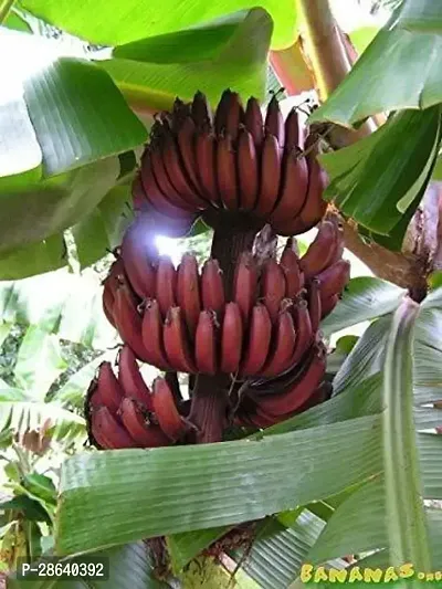 Platone Banana Plant Live Plant Gardens Rare Kerala Red Poovan Banana for Planting Exotic Tropical On Great Taste (1 Healthy Live Fruit Tissue Culture Plant)-thumb0