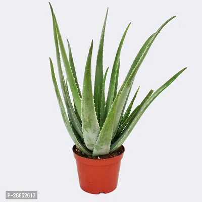 Platone Aloe Vera Plant Aloe Vera Plant CF00042