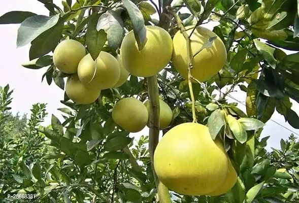 Platone Pomelo Plant Batabi LabuPomelo Lemon Fruit Plant