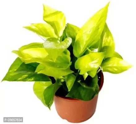 Platone Money Plant Money Plant-1