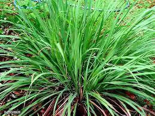 Platone Lemon Grass Plant Lemon grass plant