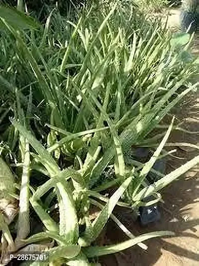 Platone Aloe Vera Plant Aloe Vera Plant 036-thumb0