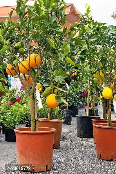 Platone Orange Plant Grafted Sweet Orange Fruit Plants 08