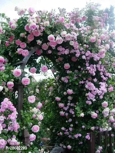 Platone Rose Plant Climbing Rose Plant R-r-5