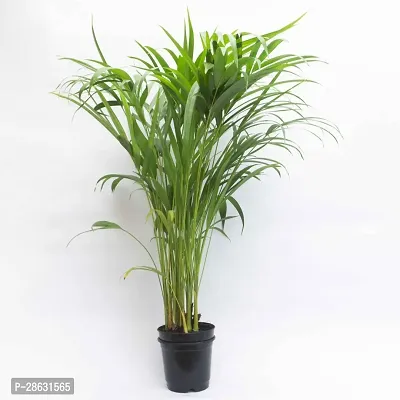 Platone Areca Palm Areca Palm 01