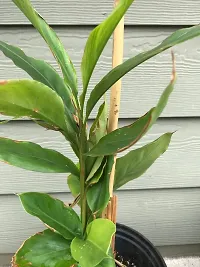 Platone Tillandsia Ionantha Air Plant Ture Cardamom-thumb1