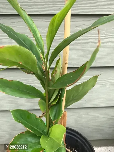 Platone Tillandsia Ionantha Air Plant Ture Cardamom-thumb2