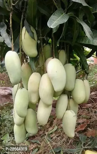 Platone Mango Plant GRAFTED MANGO PLANT