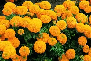 Platone Marigold Plant calendula plant 111-thumb1