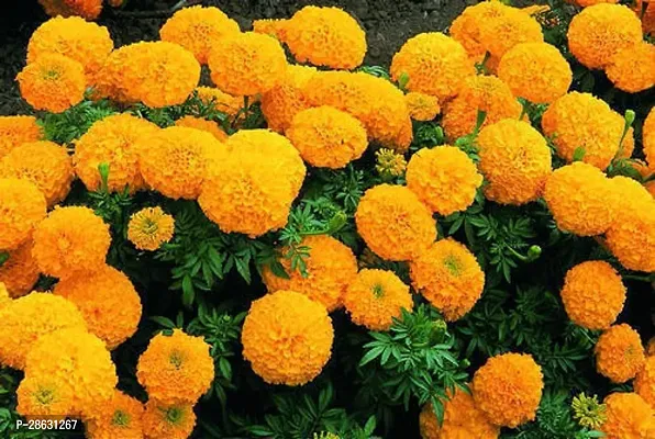 Platone Marigold Plant calendula plant 111-thumb2