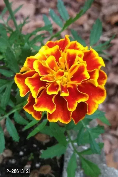 Platone Marigold Plant Marigold plant 26-thumb0