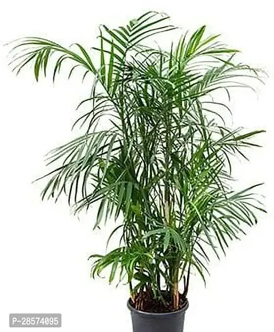 Platone Areca Palm ARECA PLAM -TP16