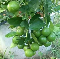 Platone Lemon Plant LEMON-thumb2