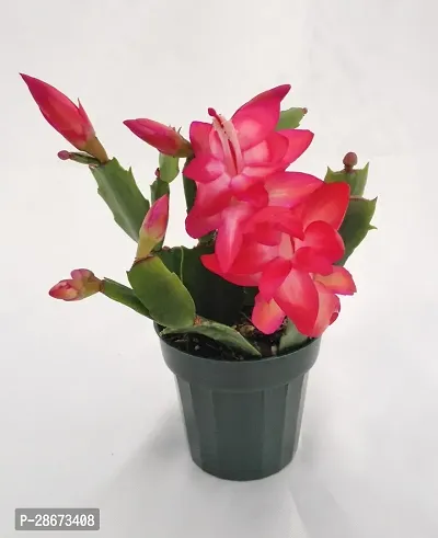 Platone Lily Plant ZYGORED