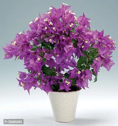 Platone Baugainvillea Plant Bougainvillea Plant Kagaj Flower Live Plant FP45-thumb0