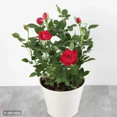 Platone Rose Plant Rose Plant(Hybrid, Pack of 1)-thumb0