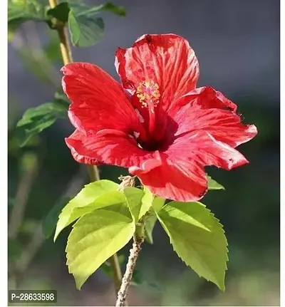 Platone Hibiscus Plant red hibiscus9