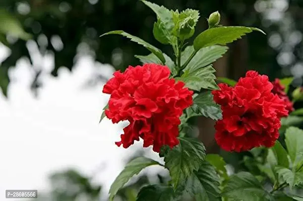 Platone Hibiscus Plant as77-thumb0