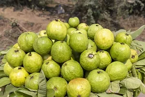 Platone Guava Plant Lemon Guava Plant-thumb1