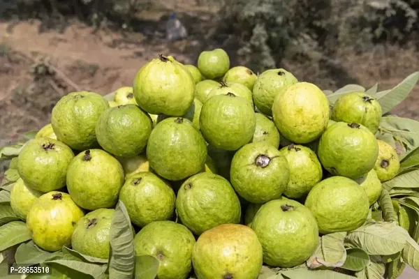 Platone Guava Plant Lemon Guava Plant-thumb2