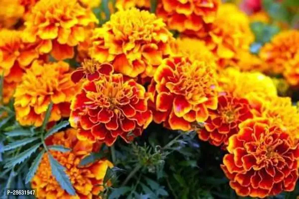 Platone Marigold Plant Plants Garden Marigold Jafri Flower-thumb0