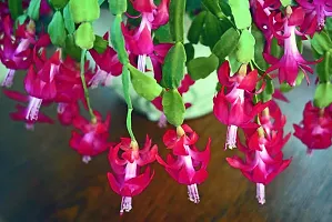 Platone Zygocactus Plant Live Zygo cactus Flower Plant for Indoor n Garden-thumb2