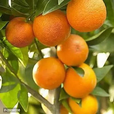 Platone Orange Plant NAGPUR ORANGE-thumb0