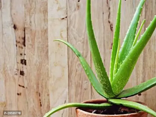 Platone Aloe Vera Plant alovera plant 0051-thumb0