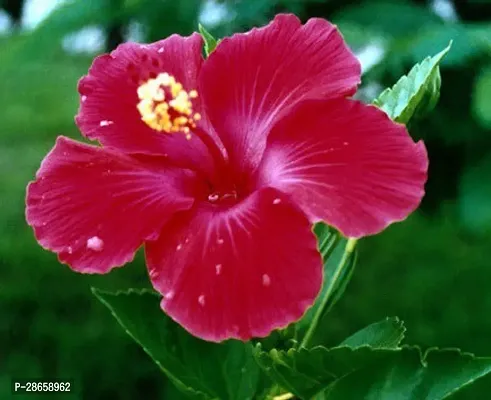 Platone Hibiscus Plant Hibiscus Red CF3002511