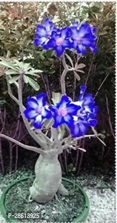 Platone Adenium Plant Blue Adenium Plant-thumb0