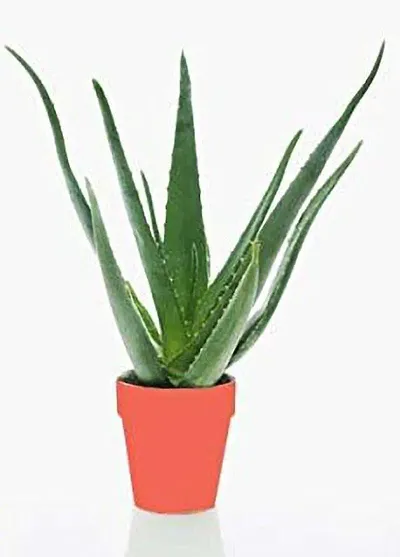 Hot Selling Plant & Planters 