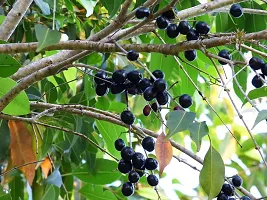 Platone Jamun Plant jamun Neeralu Jam Jaamun Jaambu Jamunaa syzygium cumini living plant.-thumb1