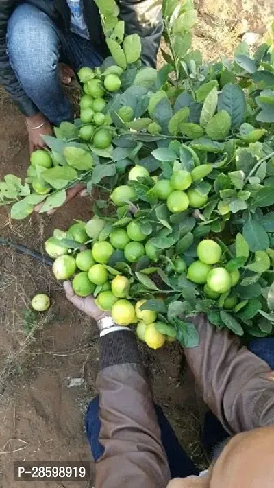 Platone Lemon Plant Thai All Time SeedLess Lemon Plant Nimbu Plant Lebu plant All time Hybrid Lemon tree Plant Height (1-1.5 Ft)-thumb0