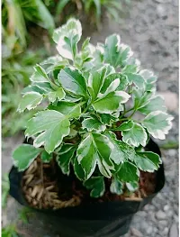 Platone Aralia Plant aralia plant 5039-thumb2