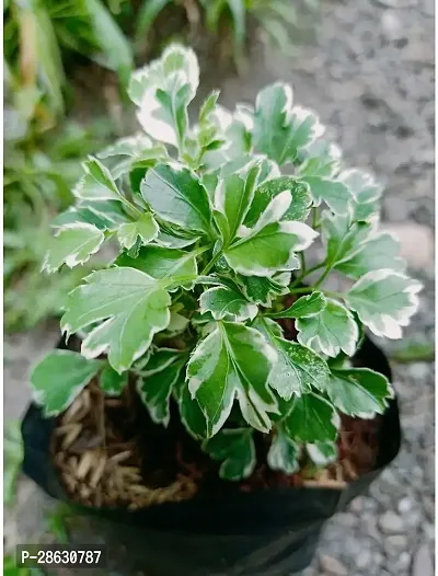 Platone Aralia Plant aralia plant 5039-thumb3