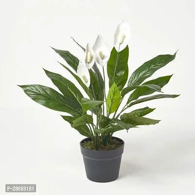 Platone Peace Lily Plant PEACE LILY FLOWER PLANT-P56